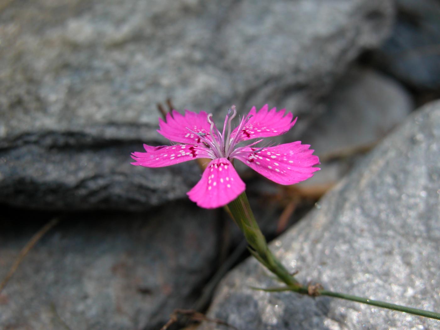 Pink, Maiden flower
